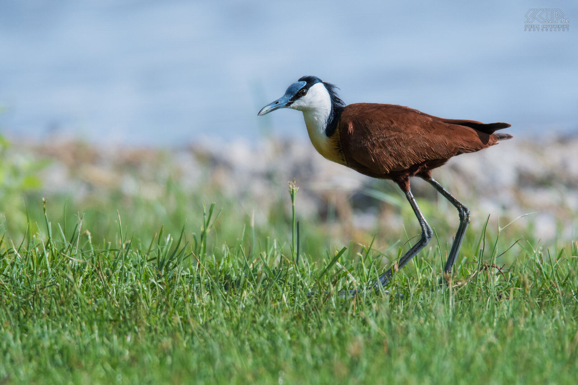 Lake Awassa - Lelieloper Een lelieloper, ook wel lotusvogel of Afrikaanse jacana ((Actophilornis africanus) genoemd aan het Awassa meer. Lake Awassa is een van de 6 meren in de Rift Vallei en ligt op een hoogte van 1708 meter. Stefan Cruysberghs